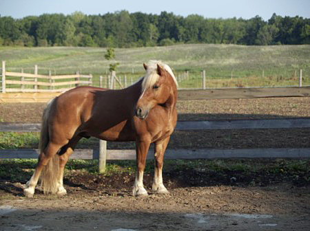 horses adopted header