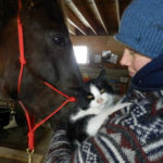 barn cat thumb11