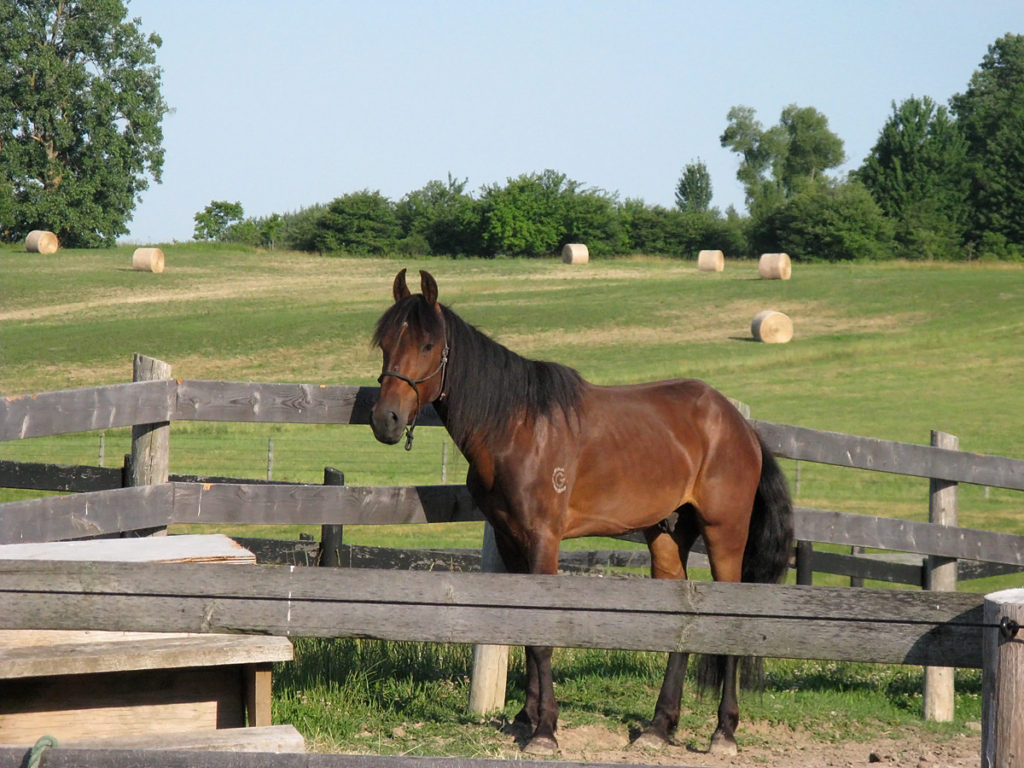 horses adoption header