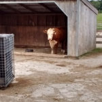 barn friends thumb11