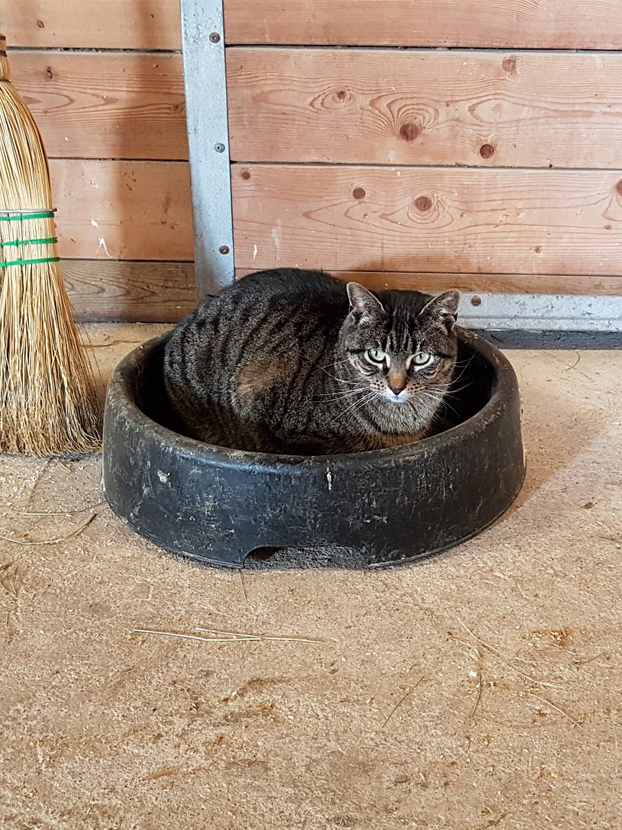 barn cat header