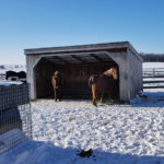 horses album thumb17