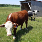 barn friends thumb9