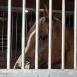 barn friends thumb7