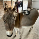 barn friends thumb4